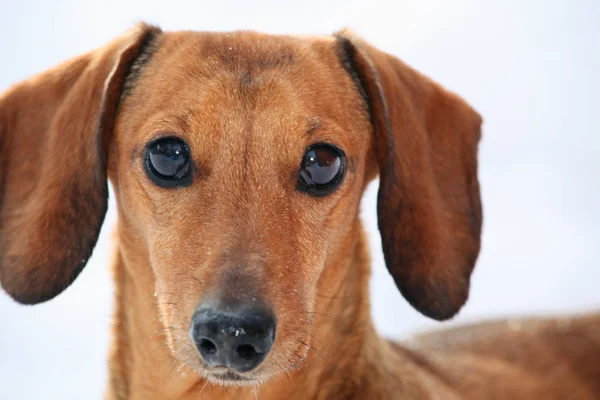 Dachshund Parque Inverno Cão — Fotografia de Stock