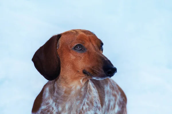 Winterpark Für Dackelhunde — Stockfoto