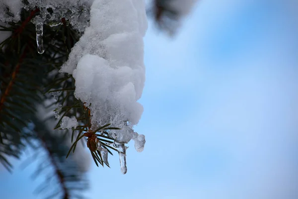 Forest Icicles Spring Season — Stock Photo, Image