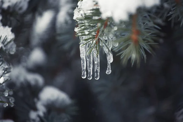 Forest Icicles Spring Season — Stock Photo, Image