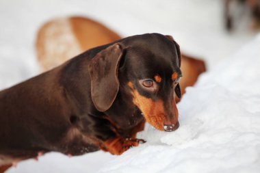 Dachshund Köpek kış parkı 
