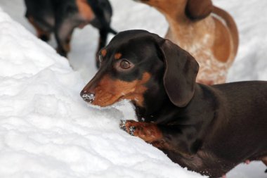 Dachshund Köpek kış parkı 