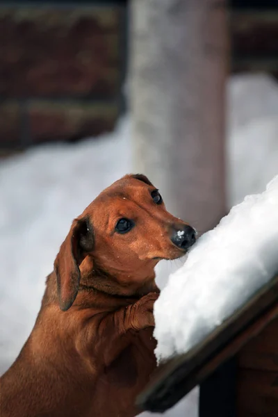 Winterpark Für Dackelhunde — Stockfoto