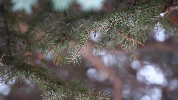 Primavera Floresta Abeto Árvore Imagens — Vídeo de Stock