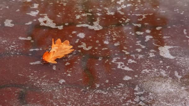 Lente Straat Blad Ijs Regen Druppels Beelden — Stockvideo