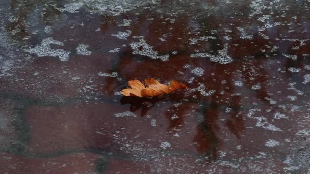 Våren Gatan Leaf Regnet Droppar Film — Stockvideo