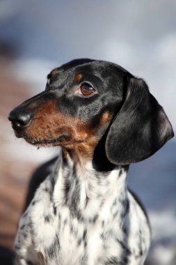 Dachshund Köpek bahar bahçe 