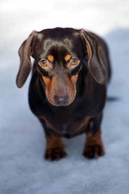 Dachshund Köpek bahar bahçe 