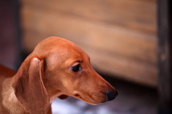 Dackelhund Frühlingsgarten — Stockfoto