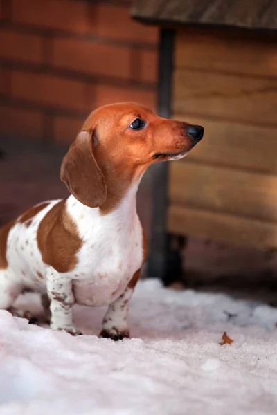 Dachshund Jardim Primavera Cão — Fotografia de Stock