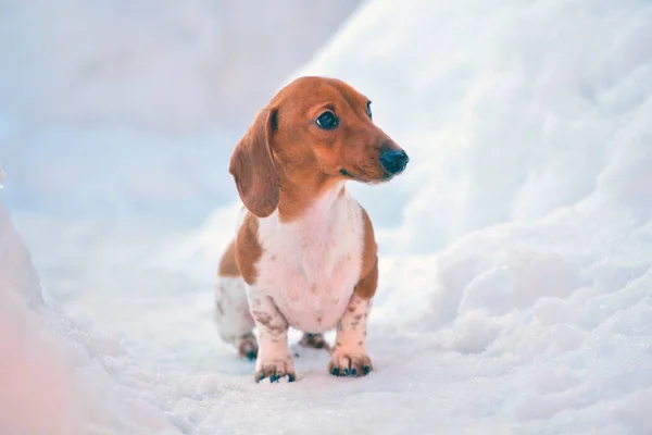 Dackelhund Frühlingsgarten — Stockfoto