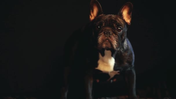 Zwarte Franse Bulldog Home Interieur Beelden — Stockvideo