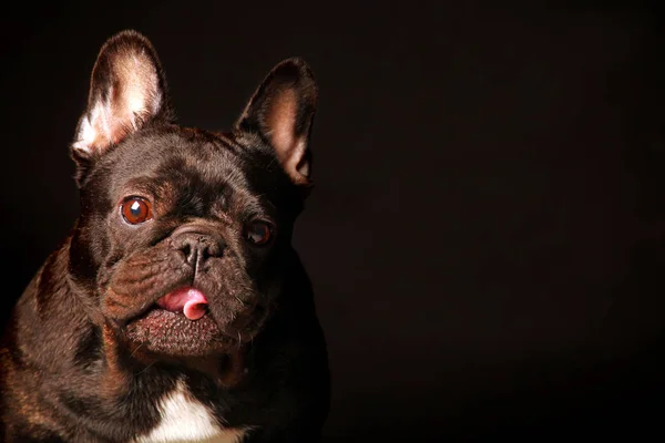 Zwarte Franse Bulldog Donkere Achtergrond — Stockfoto