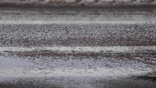 Дорожній Асфальтовий Дощ Падає Кадри Ніхто — стокове відео
