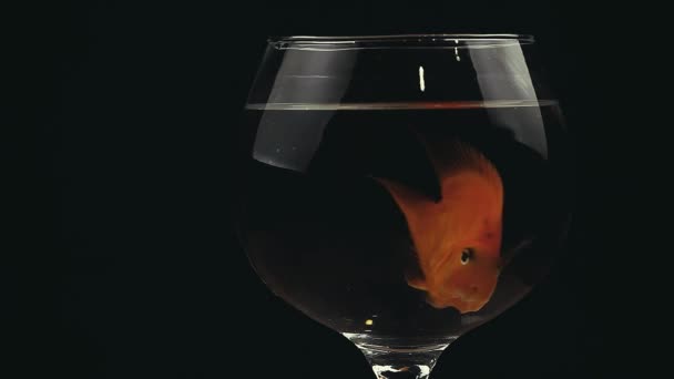 Loro Peces Agua Dulce Acuario Oscuro Fondo Metraje — Vídeos de Stock