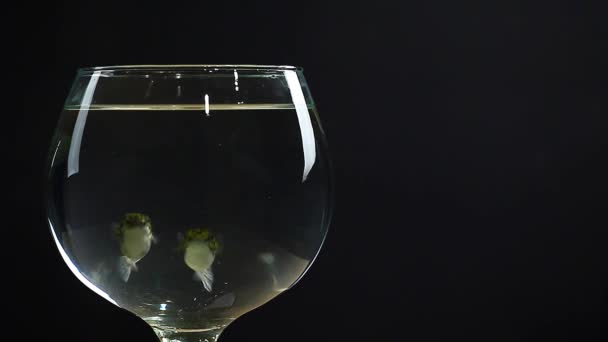 Deux Poissons Aquarium Eau Douce Fond Sombre Images — Video