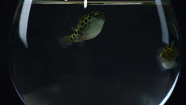 Két Hal Friss Víz Aquarium Sötét Háttér Felvétel — Stock videók