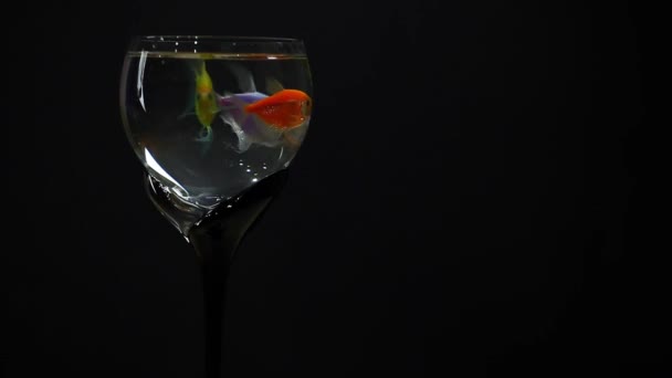 葡萄酒玻璃鱼黑暗的背景高清镜头工作室 — 图库视频影像