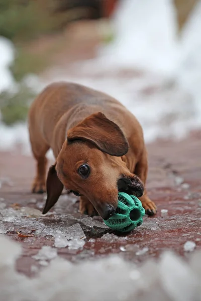 Dachshund dog spring garden play ball