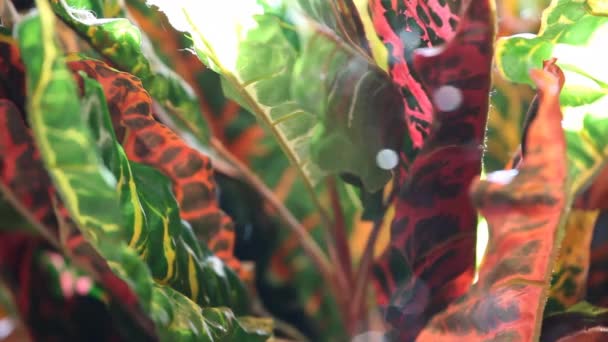 Croton Plantaardige Stof Beelden — Stockvideo