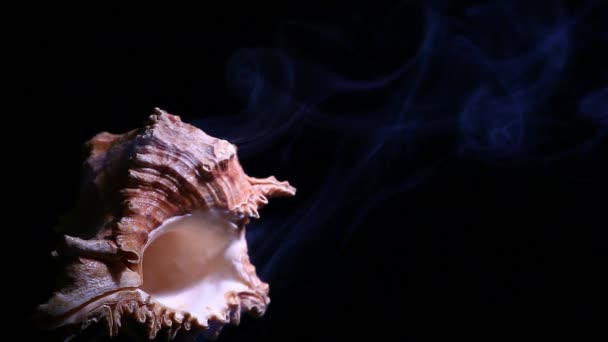 Seashell Fumaça Azul Fundo Escuro Imagens — Vídeo de Stock