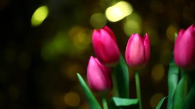 Lale altın bokeh hd ayak pembe 