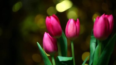 Lale altın bokeh hd ayak pembe 