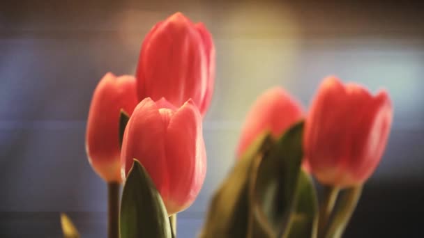 Roze Tulip Flower Beelden — Stockvideo