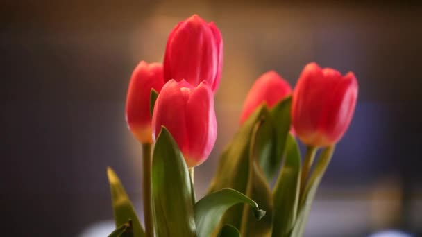 Розовый Тюльпан Цветок Телевизор Кадры — стоковое видео