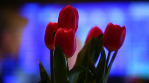 Розовый Тюльпан Цветок Телевизор Кадры — стоковое видео