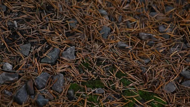 Printemps Forêt Fond Séquences Personne — Video