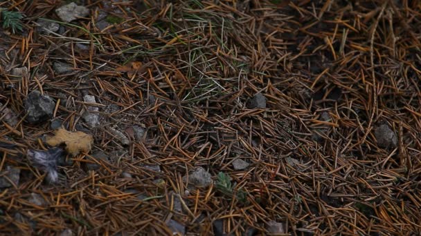 Primavera Floresta Fundo Filmagem Ninguém — Vídeo de Stock