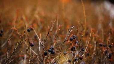 Bahar doğa vahşi sabun köpüğü hd ayak kimse çilek 