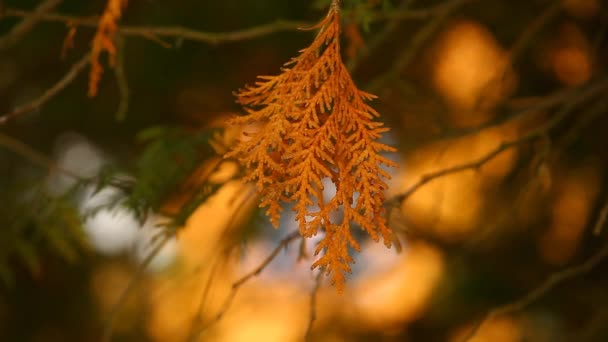 Spring Bos Achtergrond Beelden Niemand — Stockvideo