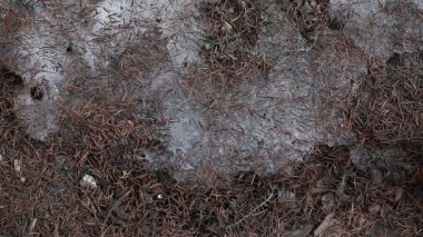 Orman arka plan hd ayak kimse bahar 