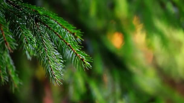 Printemps Forêt Fond Séquences Personne — Video