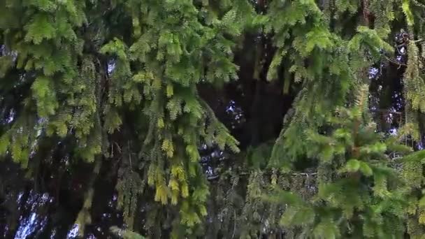 Primavera Bosque Fondo Metraje Nadie — Vídeos de Stock