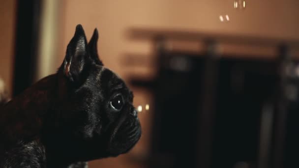 Zwarte Franse Bulldog Zeepbellen — Stockvideo