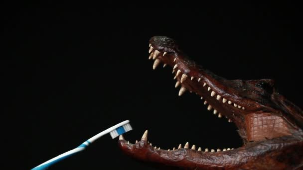 Toothbrush Crocodile Dark Background Nobody Footage — Stock Video