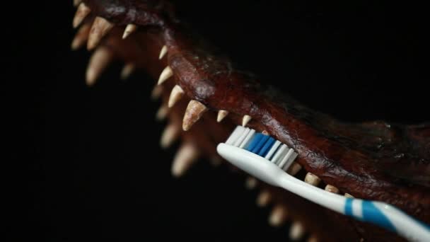 歯ブラシ ワニ暗い背景の誰も — ストック動画
