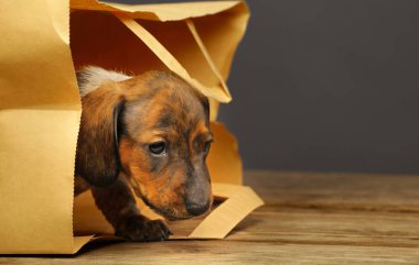 dachshund puppy paper bag  clipart