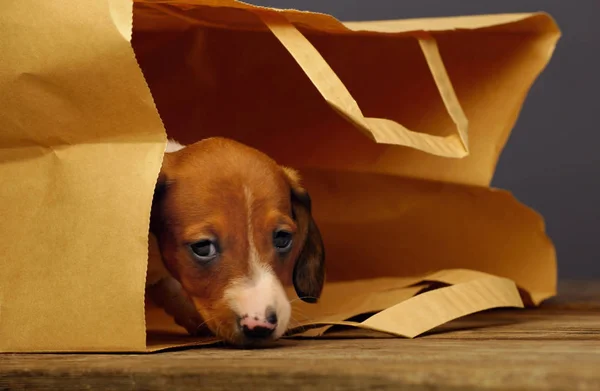 Dachshund Puppy Paper Bag — стоковое фото