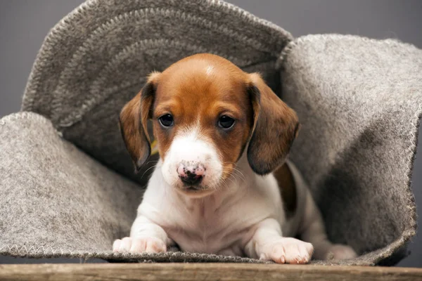 Teckel Puppy Wollen Hoed Houten Bureau Grijze Achtergrond — Stockfoto