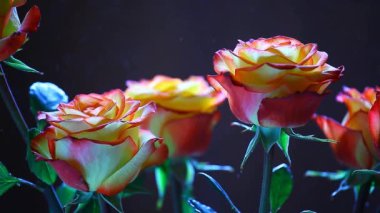 Gül çiçek toz kimse hd görüntüleri koyu arka plan 