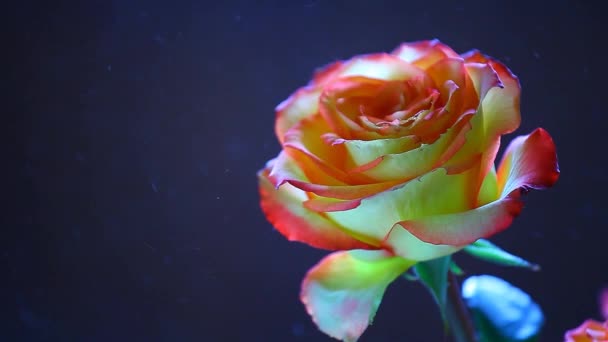 rose flower dust nobody hd footage dark background 