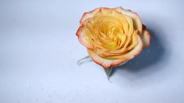 Rosa Fiore Polvere Acqua Gocce Bianco Sfondo Nessuno Filmato — Video Stock