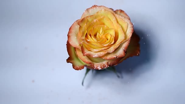 Rose Blume Puder Weißer Hintergrund Niemand Filmmaterial — Stockvideo