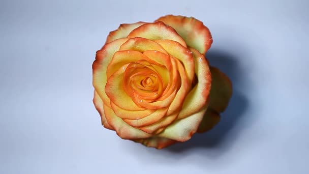 Rosa Flor Polvo Blanco Fondo Nadie Metraje — Vídeos de Stock