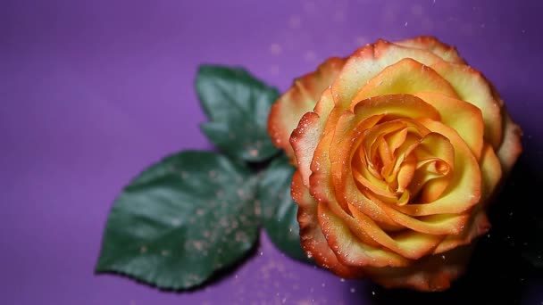 Rosa Fiore Polvere Viola Sfondo Nessuno Filmato — Video Stock