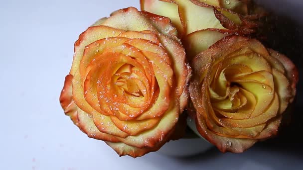Троянда Квітка Порошок Білий Фон Ніхто Кадри — стокове відео